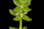 Piedmont bedstraw